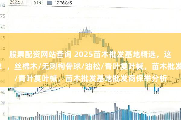 股票配资网站查询 2025苗木批发基地精选，这几家批发商实力轶群！，丝棉木/无刺枸骨球/油松/青叶复叶槭，苗木批发基地批发商保举分析